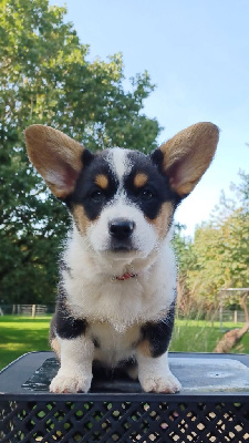 Du Nanédis - Welsh Corgi Cardigan - Portée née le 30/07/2023